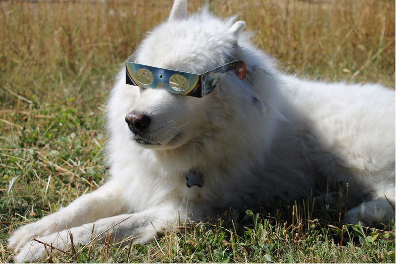 Solar Viewer AstroSolar® Silver/Gold (10pc, 25pc, 100pc)